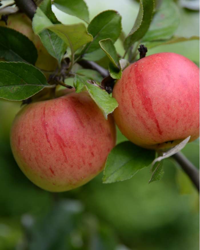 Malus Fruchtsamen  zur Aussaat pflegeleicht Traditionssorte & ohne Gentechnik Samen Hausgarten
