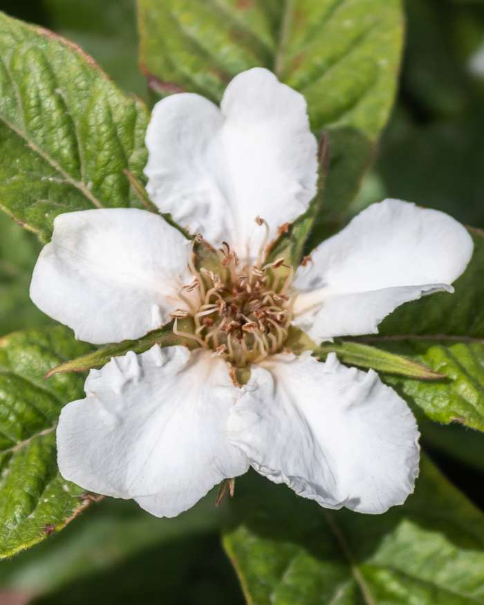 Braun Mespilus Germanica Blumensamen zur Aussaat – kompakt Wuchs – Traditionssorte & ohne Gentechnik Samen Hausgarten
