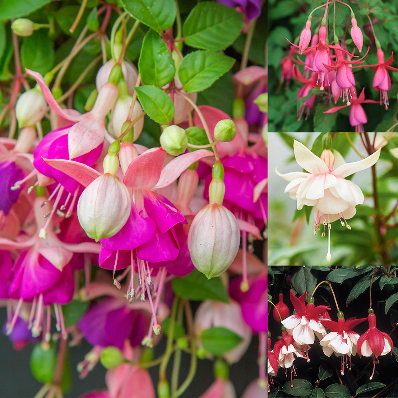 How to grow vibrant rosa fuchsia blumen