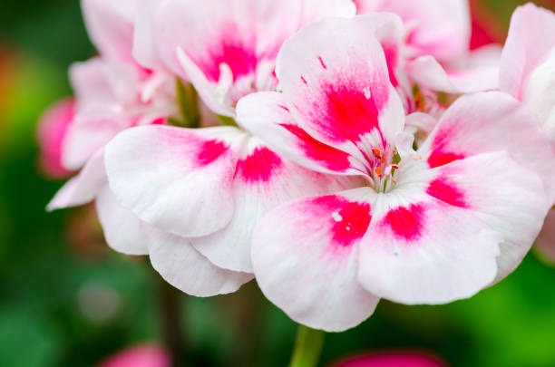 Close-up of vibrant rosa and weiß geranium blooms