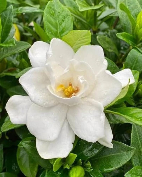Gardenia Blumensamen zur Aussaat duftend Blüten