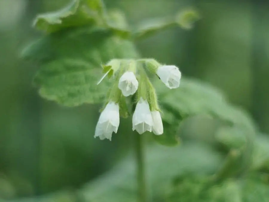 Symphytum Blumensamen zur Aussaat farbenfroh Schau Traditionssorte & ohne Gentechnik Samen Hausgarten