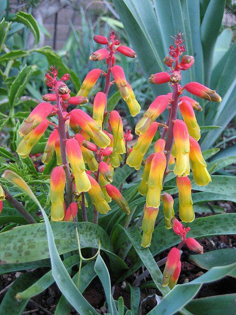 Cape Schlüsselblume Samen zur Aussaat leuchtend Blumensamen für Ihren Garten