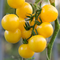 Gelb Cherry Tomate Samen for Spring Planting