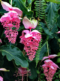 Medinilla Blumensamen zur Aussaat saisonal Dauerblüher Traditionssorte & ohne Gentechnik Samen Hausgarten