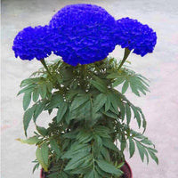 Blau Maidenhair Blumensamen zur Aussaat farbenfroh Schau Traditionssorte & ohne Gentechnik Samen Hausgarten