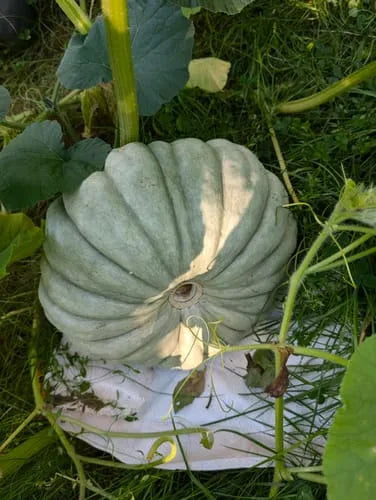 Weiß Jarrahdale Pumpkin Planting Samen for Home Gardens