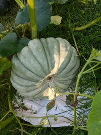 Weiß Jarrahdale Pumpkin Planting Samen for Home Gardens