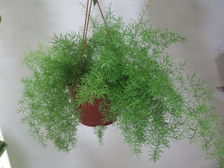 Sprengeri Blumensamen zur Aussaat ideal Rabatten Traditionssorte & ohne Gentechnik Samen Hausgarten