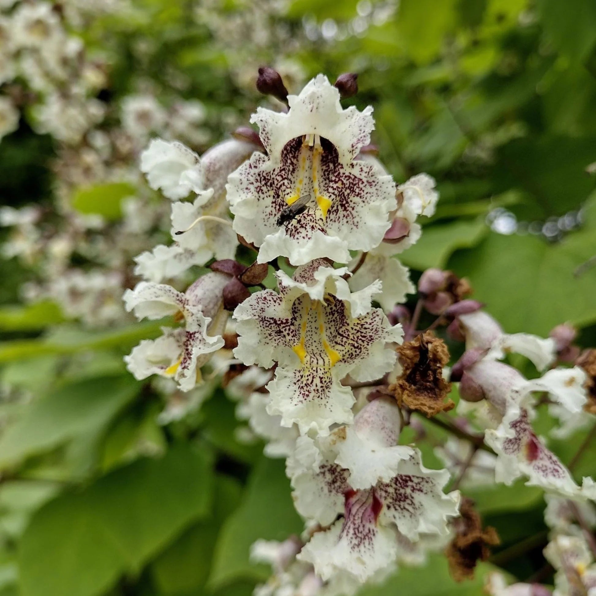 Catalpa Blumensamen zur Aussaat – Drought verträglich – Traditionssorte & ohne Gentechnik Samen Hausgarten