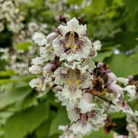 Catalpa Blumensamen zur Aussaat – Drought verträglich – Traditionssorte & ohne Gentechnik Samen Hausgarten