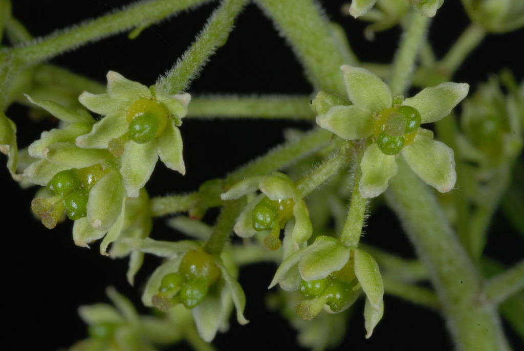 Braun Zanthoxylum Blumensamen zur Aussaat – Wildblume Mischung – Traditionssorte & ohne Gentechnik Samen Hausgarten