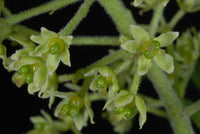 Braun Zanthoxylum Blumensamen zur Aussaat – Wildblume Mischung – Traditionssorte & ohne Gentechnik Samen Hausgarten