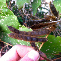Kudzu Pueraria lobata Samen zum Pflanzen – Traditionell, Non-GMO Fast-Growing Garden Vine Samen