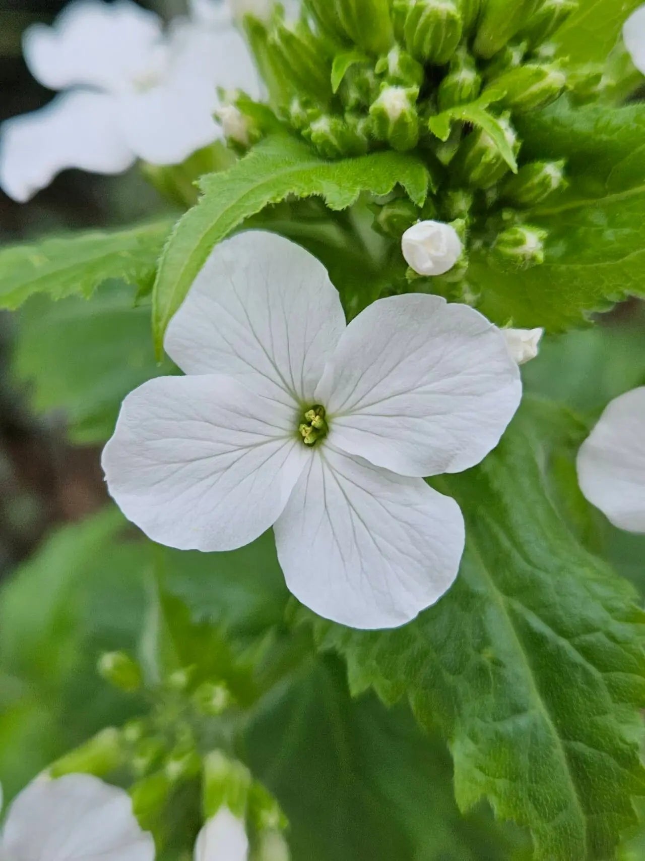Weiß Lunaria Rediviva Blumensamen zur Aussaat – hochwertige Qualitäts- – Traditionssorte & ohne Gentechnik Samen Hausgarten