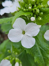 Weiß Lunaria Rediviva Blumensamen zur Aussaat – hochwertige Qualitäts- – Traditionssorte & ohne Gentechnik Samen Hausgarten