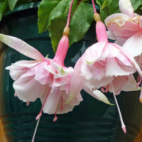 Rosa Fuchsie Blumensamen zur Aussaat – Bestäuber freundlich – Traditionssorte & ohne Gentechnik Samen Hausgarten