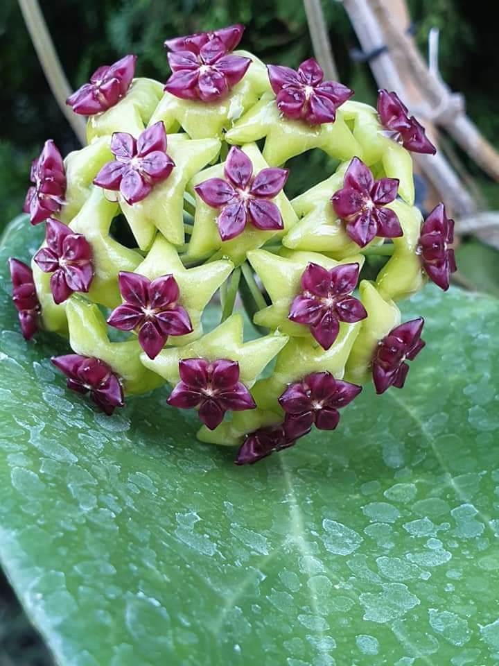 Lila Hoya Carnosa Blumensamen zur Aussaat Landhaus Garten wichtig Traditionssorte & ohne Gentechnik Samen Hausgarten