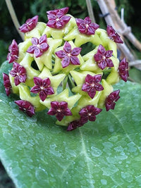 Lila Hoya Carnosa Blumensamen zur Aussaat Landhaus Garten wichtig Traditionssorte & ohne Gentechnik Samen Hausgarten