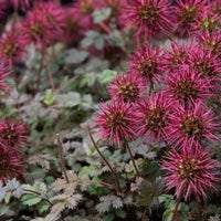 Traditionssorte Acaena Microphylla Blumensamen zur Aussaat Garten beliebt Traditionssorte & ohne Gentechnik Samen Hausgarten