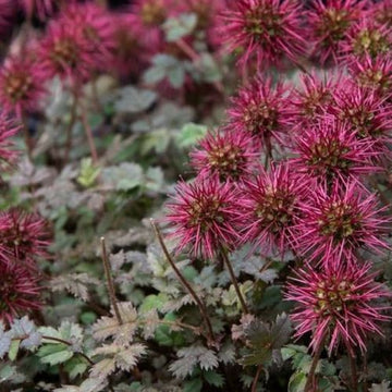 Traditionssorte Acaena Microphylla Blumensamen zur Aussaat Garten beliebt Traditionssorte & ohne Gentechnik Samen Hausgarten