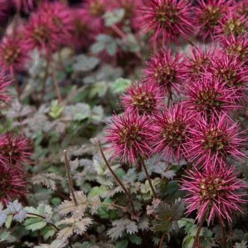 Traditionssorte Acaena Microphylla Blumensamen zur Aussaat Garten beliebt Traditionssorte & ohne Gentechnik Samen Hausgarten