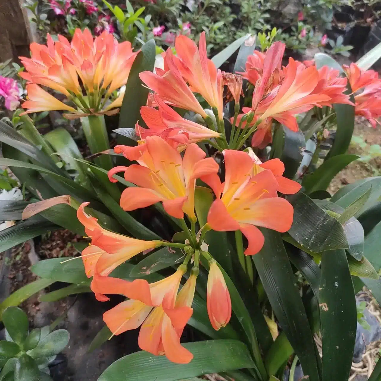 Lilie Mischung Clivia Blumensamen zur Aussaat – farbenfroh und robust Blüten