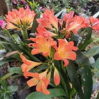 Lilie Mischung Clivia Blumensamen zur Aussaat – farbenfroh und robust Blüten