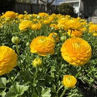 Gelb Ranunculus Asiaticus Blumensamen zur Aussaat Garten beliebt Traditionssorte & ohne Gentechnik Samen Hausgarten