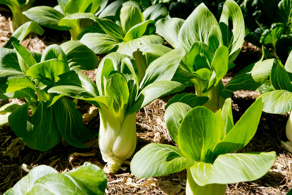 Grün Pak Choi Gemüsesamen zur Aussaat leuchtend Blüten Traditionssorte & ohne Gentechnik Samen Hausgarten