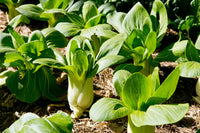 Grün Pak Choi Gemüsesamen zur Aussaat leuchtend Blüten Traditionssorte & ohne Gentechnik Samen Hausgarten