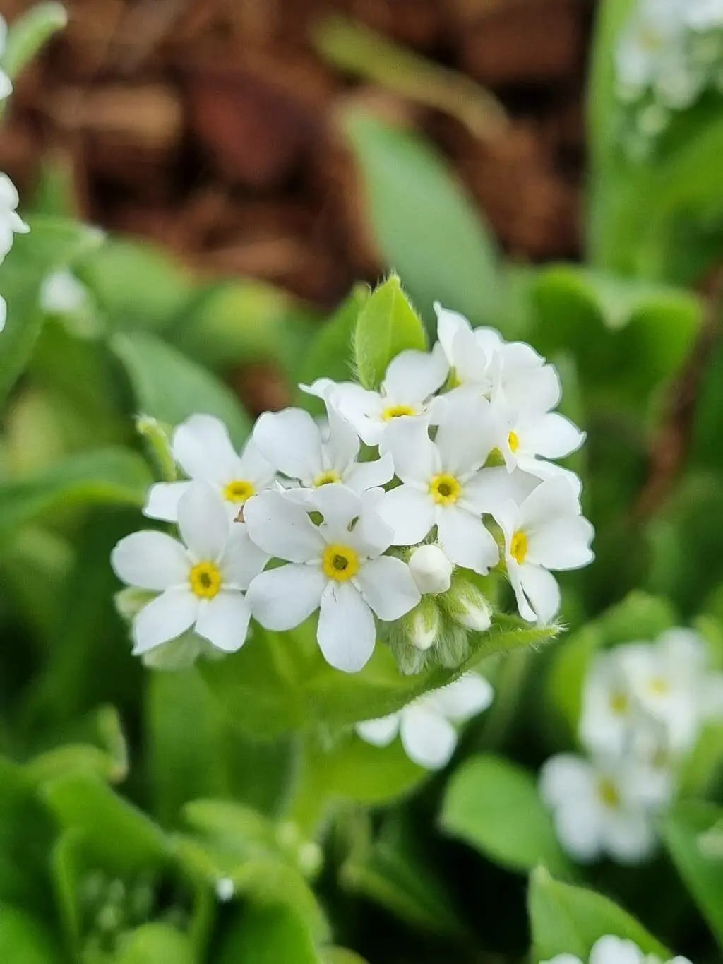 Myosotis (myosotis alpestris) samen for anpflanzung in home garten