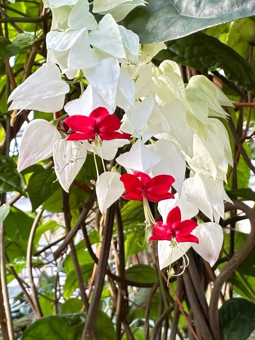 Clerodendrum Blumensamen zur Aussaat Wildblume Mischung Traditionssorte & ohne Gentechnik Samen Hausgarten