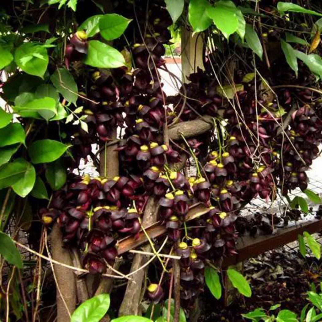 Schwarz Strongylodon Macrobotrys Blumensamen lang Blüte Saison Traditionssorte ohne Gentechnik biologisch Garten Samen zur Aussaat