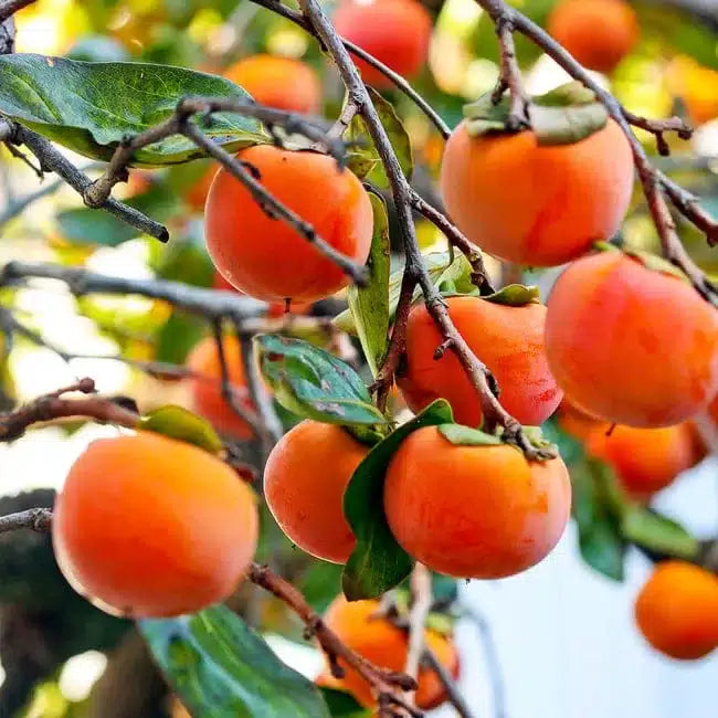 Semi di frutto del nano Prämisse per una facile coltivazione