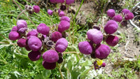 Violett Calceolaria Blumensamen zur Aussaat Landhaus Garten wichtig Traditionssorte & ohne Gentechnik Samen Hausgarten
