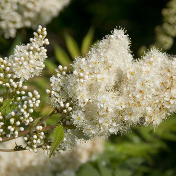 Creme Prachtspiere Blumensamen zur Aussaat – Drought verträglich – Traditionssorte & ohne Gentechnik Samen Hausgarten