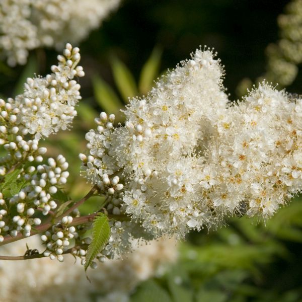 Creme Prachtspiere Blumensamen zur Aussaat – Drought verträglich – Traditionssorte & ohne Gentechnik Samen Hausgarten