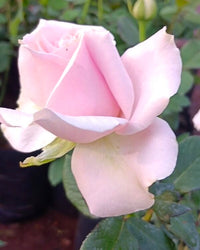 Rosa Rose Blumensamen zur Aussaat Landhaus Garten wichtig Traditionssorte & ohne Gentechnik Samen Hausgarten