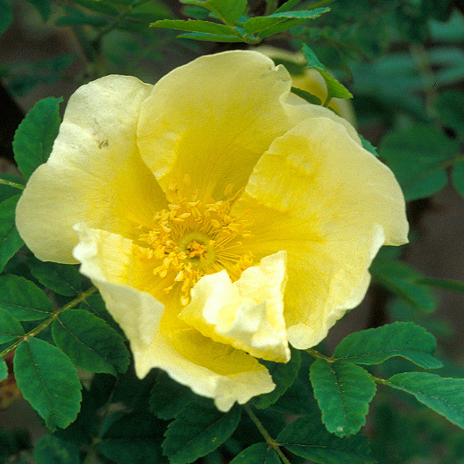 Gelb Hugo Rose Blumensamen Aussaat