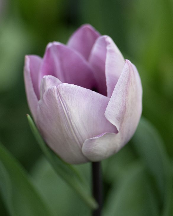 hell Lila Tulpe Blumensamen zur Aussaat Garten beliebt Traditionssorte & ohne Gentechnik Samen Hausgarten