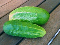 Early fortune cucumber pflanzen wachsend in garten