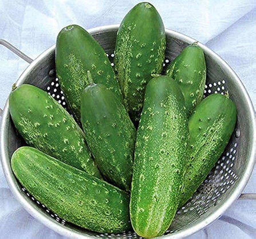 Early fortune cucumber samen für aussaat