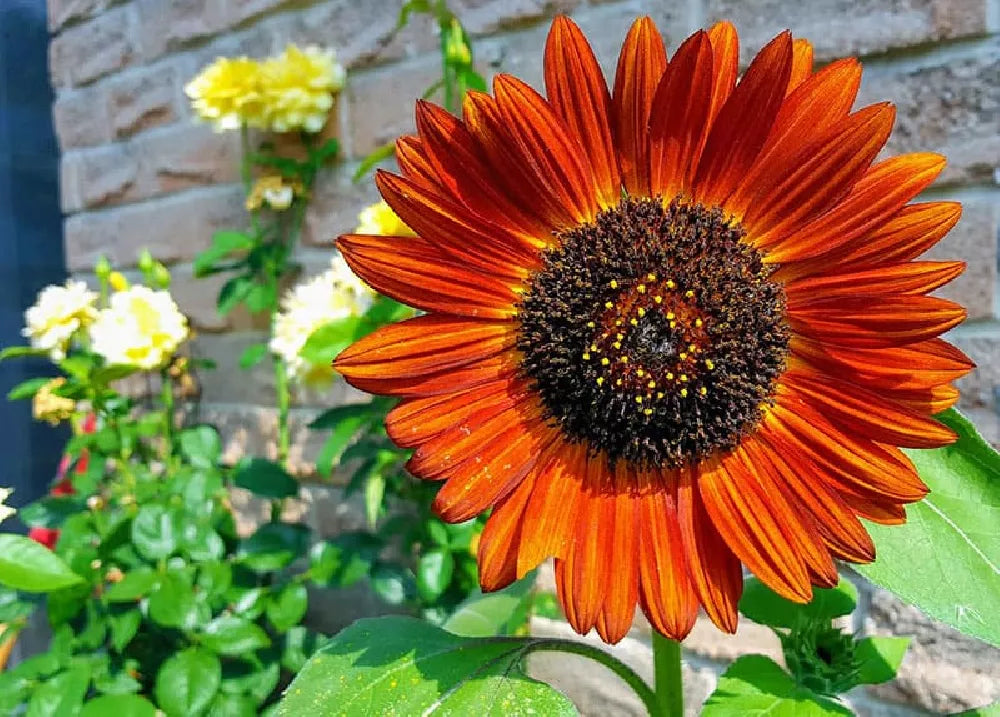 Orange Mini Sonnenblume Samen einfache Aussaat