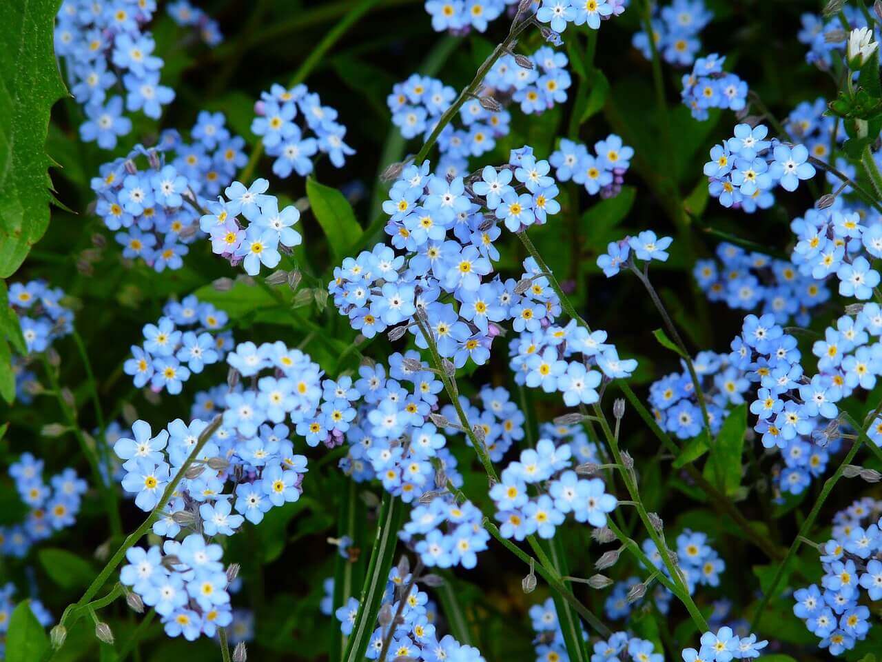 Easy grow alpestris blau samen