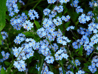Easy grow alpestris blau samen