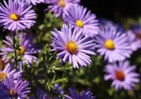 Easy-to-grow aster blume samen