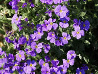 Easy grow aubretia samen