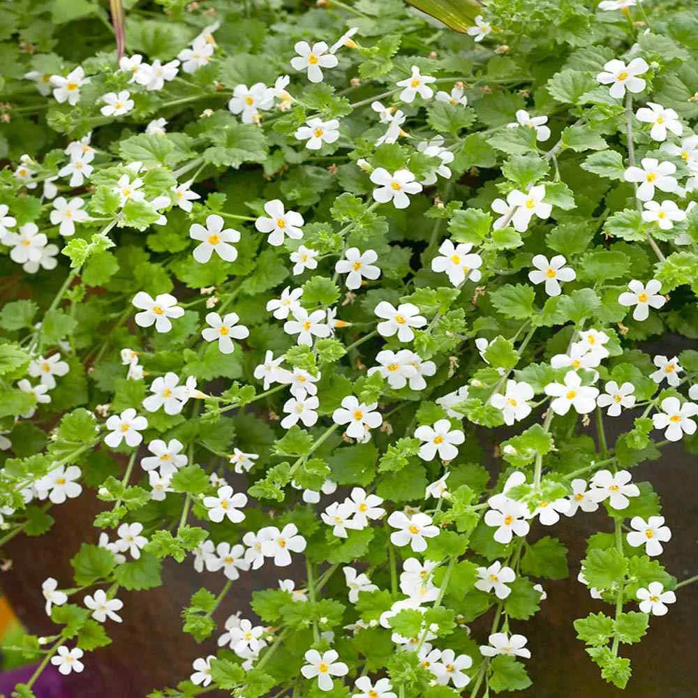 Easy grow bacopa samen