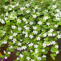 Easy grow bacopa samen